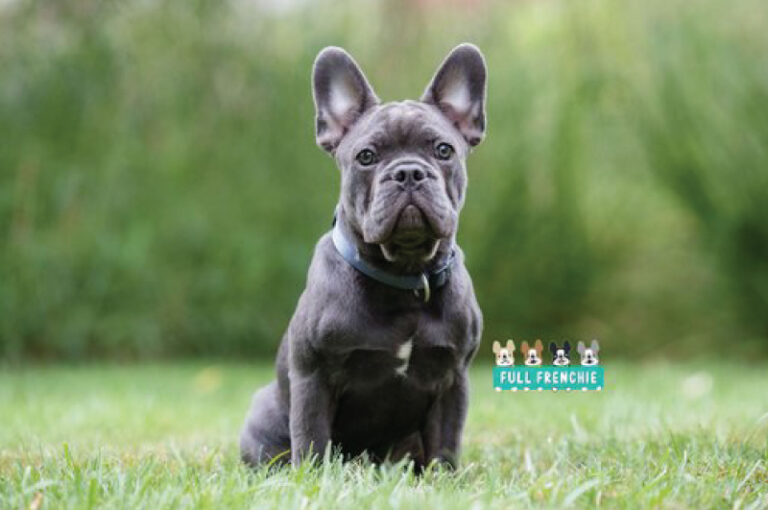 A Full Guide To The 7 Different Blue French Bulldog Types