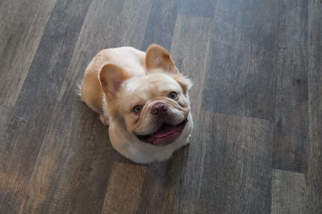 White Fluffy French Bulldog