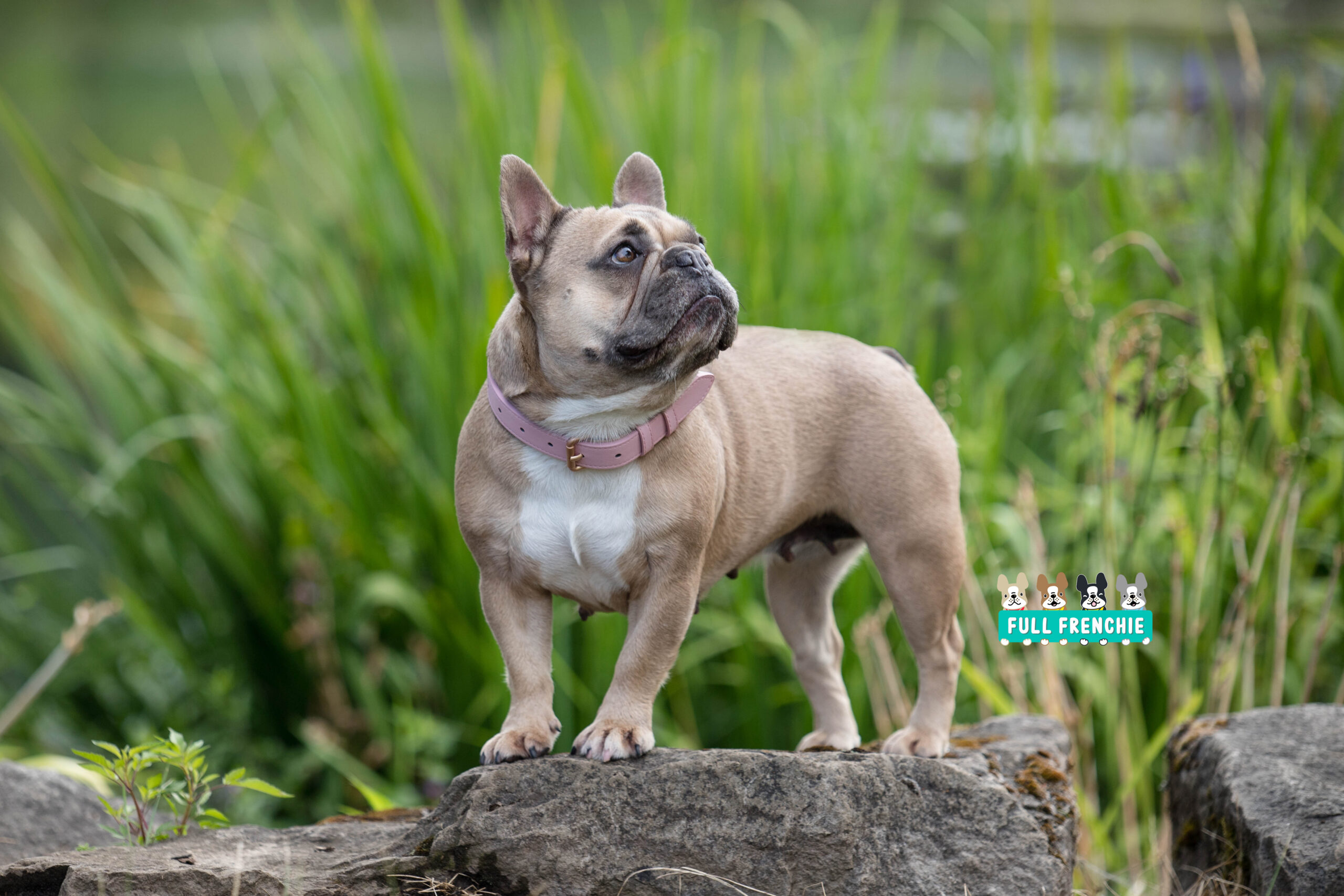 Blue Fawn French Bulldog On Rock By Grass.